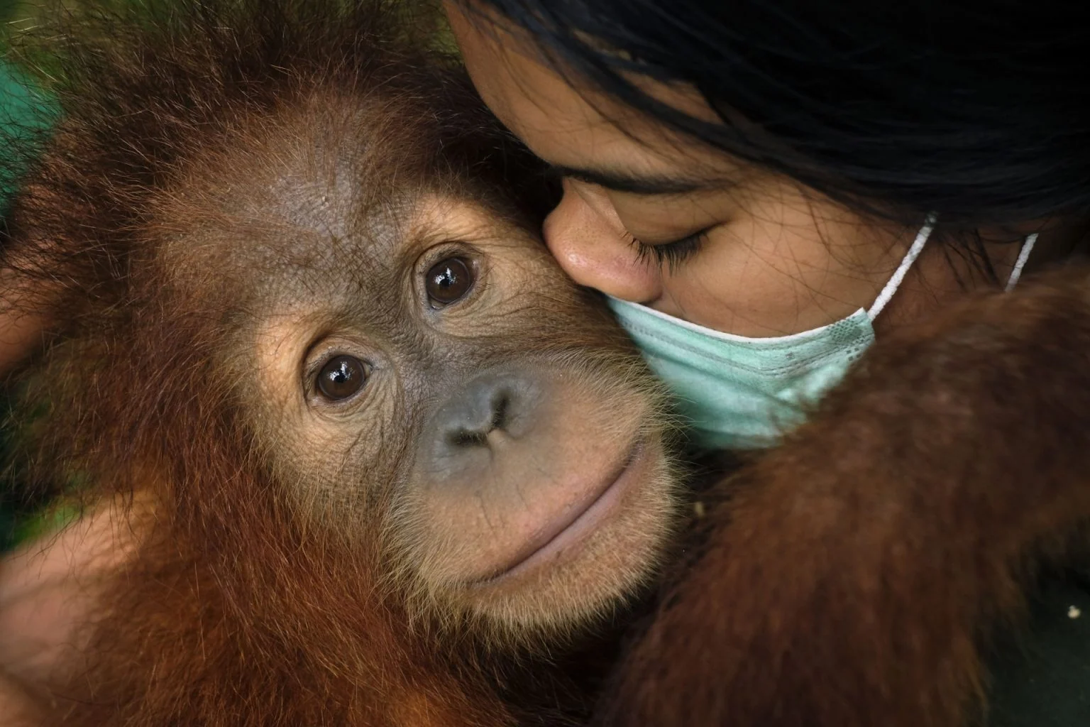 Saving Orangutans — Alain Schroeder, frame 7
