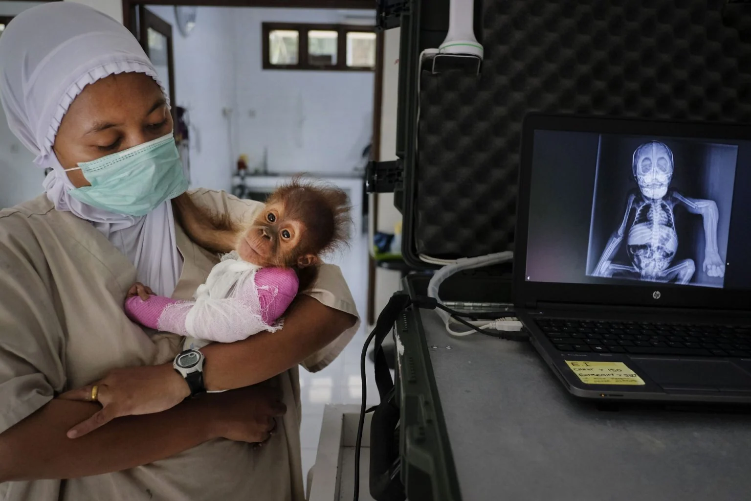 Saving Orangutans — Alain Schroeder, frame 8