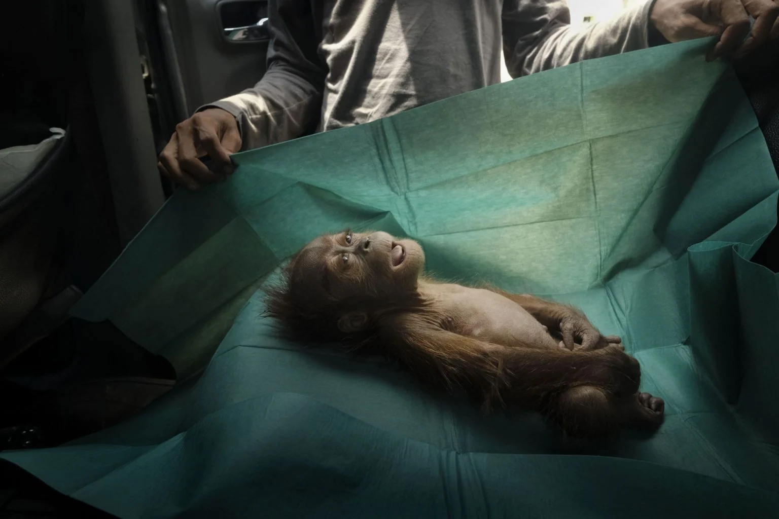 Saving Orangutans — Alain Schroeder, frame 9