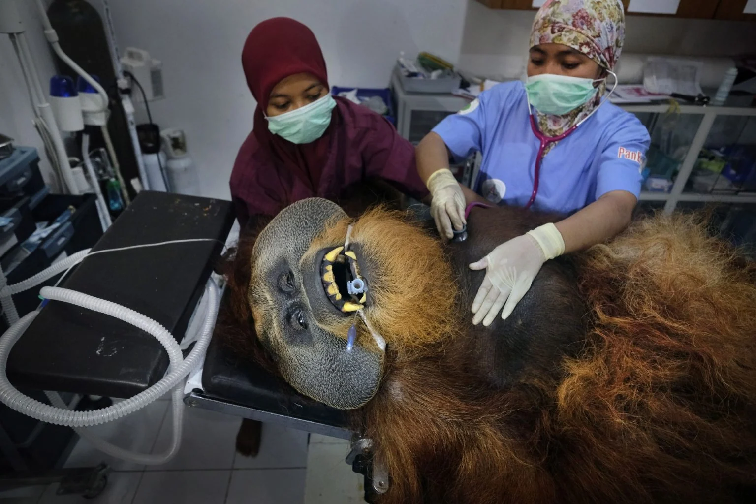Saving Orangutans — Alain Schroeder, frame 10