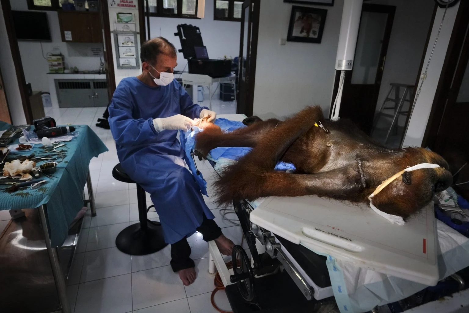 Saving Orangutans — Alain Schroeder, frame 11