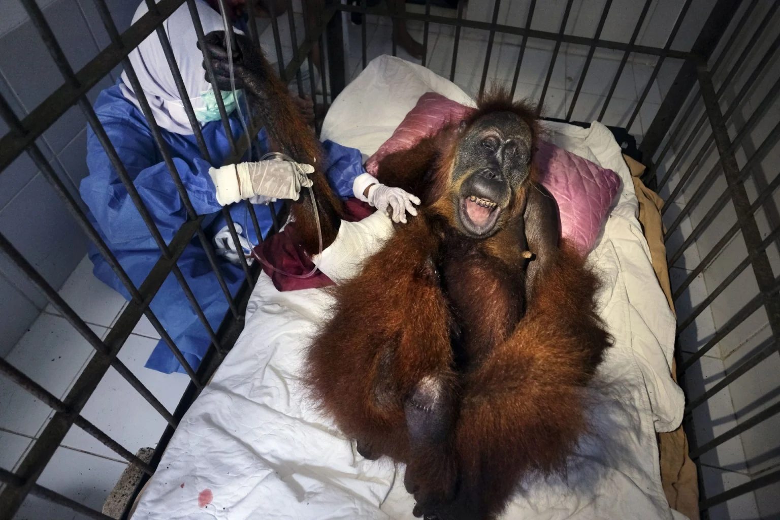 Saving Orangutans — Alain Schroeder, frame 12