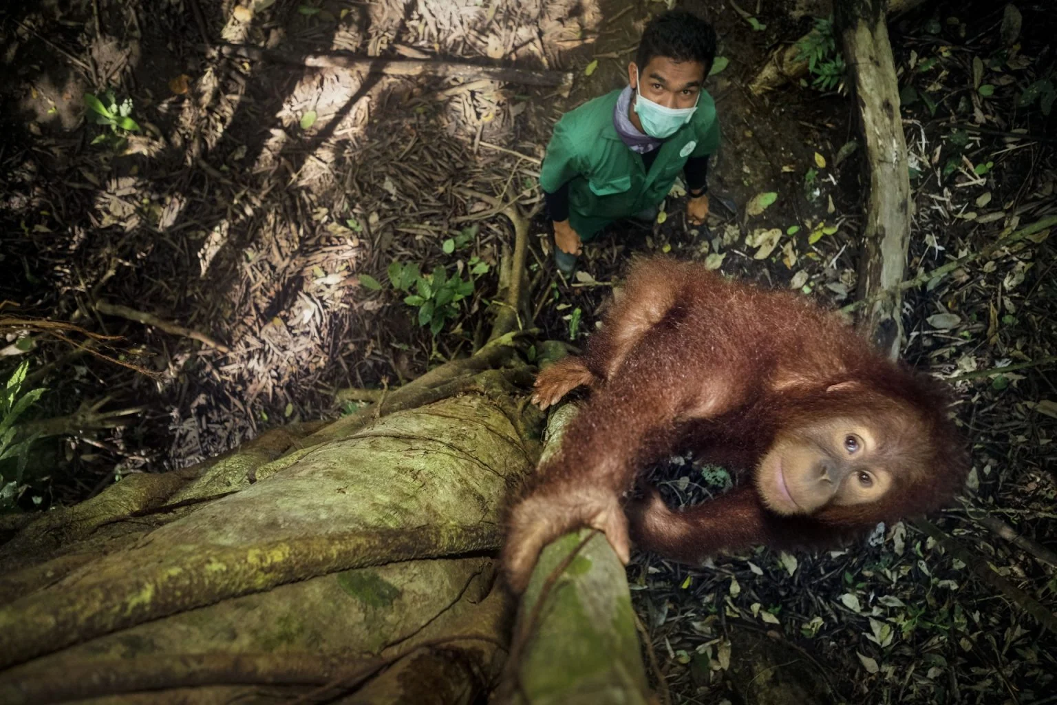Saving Orangutans — Alain Schroeder, frame 13