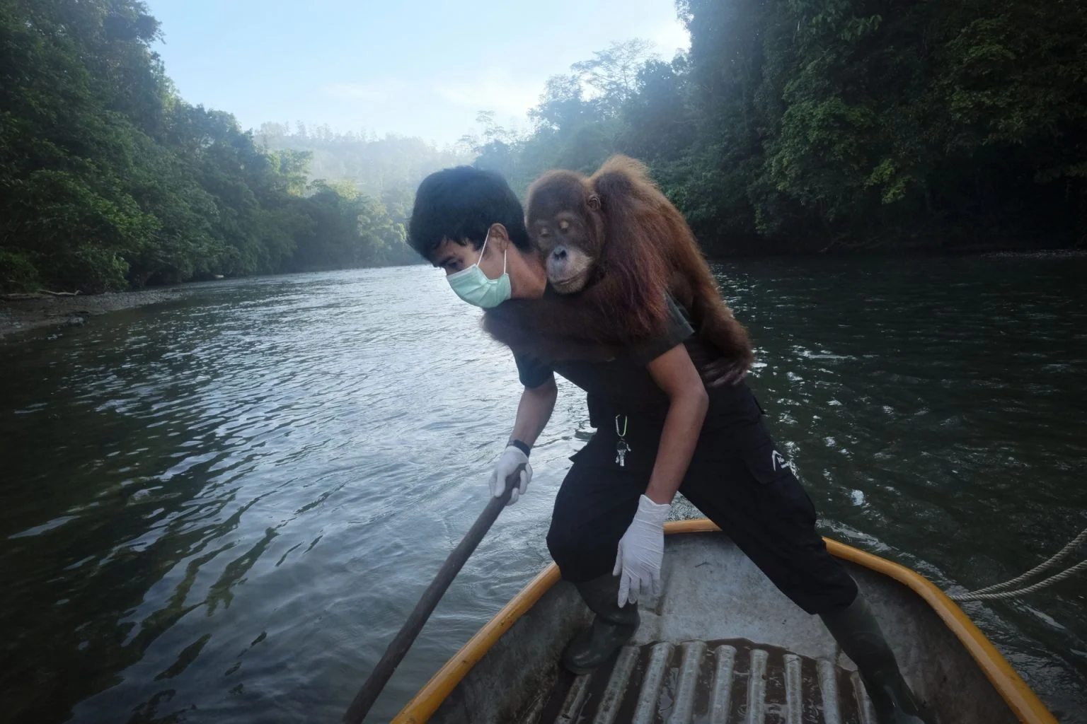 Saving Orangutans — Alain Schroeder, frame 14