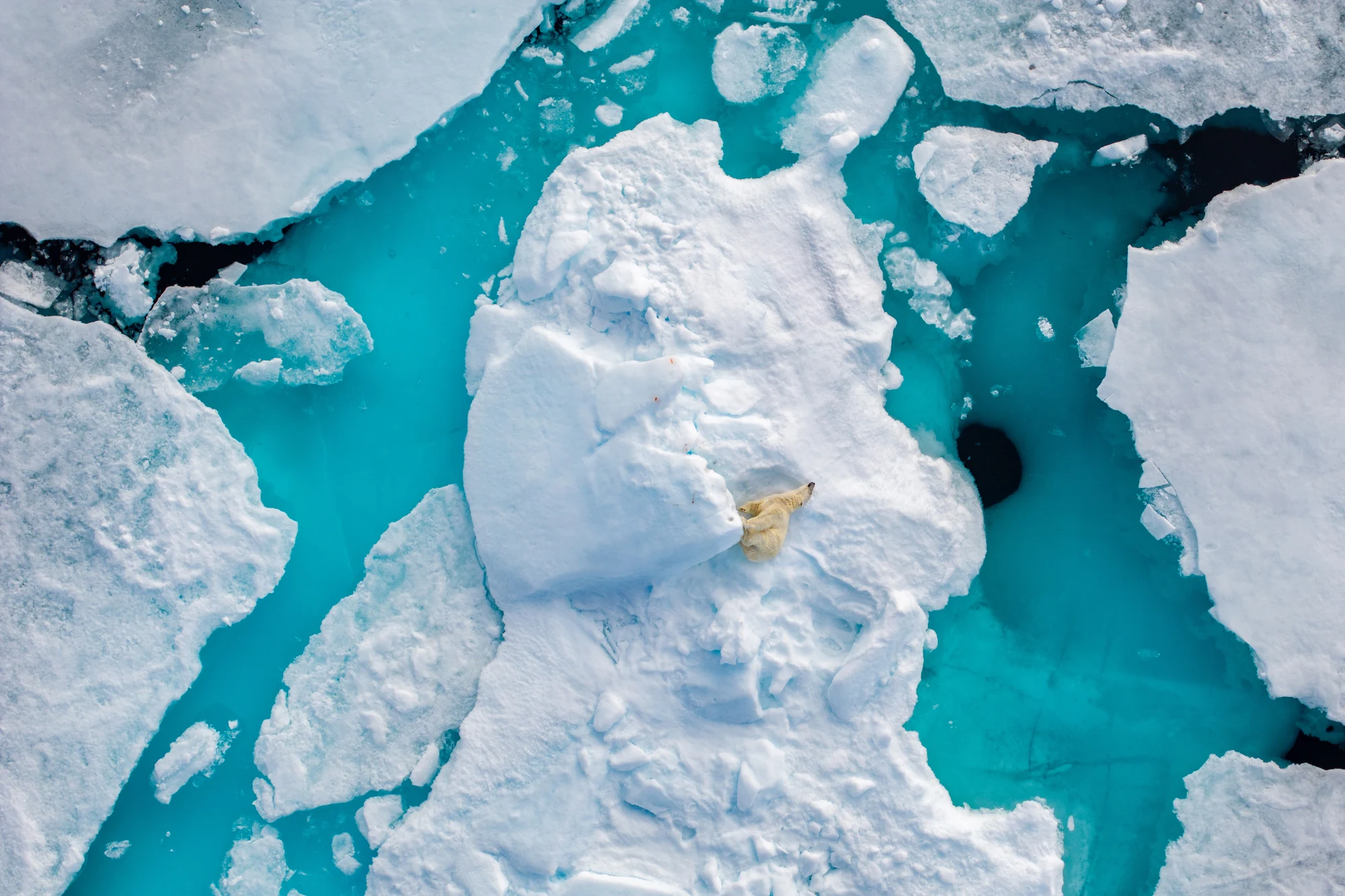 Polar Bear on Melting Polar Pack Ice, μία από τις 13 φωτογραφίες του ημερολογίου WMO 2027