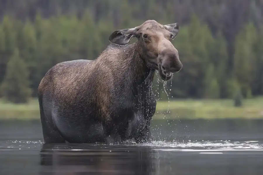 Φωτογραφία «Aaahh» του/της Alexander Hormann, φιναλίστ των Nikon Comedy Wildlife Awards 2026
