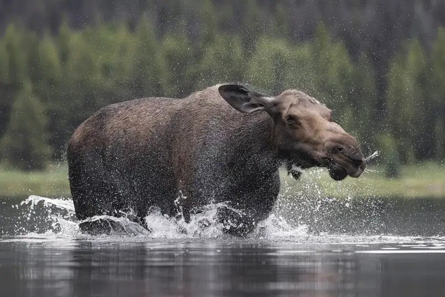 Φωτογραφία «choo!» του/της Alexander Hormann, φιναλίστ των Nikon Comedy Wildlife Awards 2026