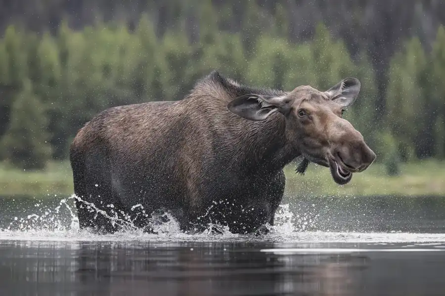 Φωτογραφία «Bless you!» του/της Alexander Hormann, φιναλίστ των Nikon Comedy Wildlife Awards 2026