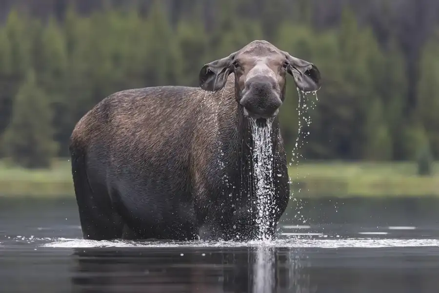 Φωτογραφία «Runny nose?» του/της Alexander Hormann, φιναλίστ των Nikon Comedy Wildlife Awards 2026