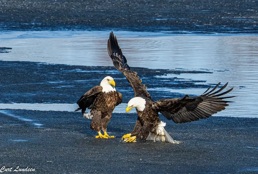 Φωτογραφία «Hey Stop that bird» του/της Curt Lundeen, φιναλίστ των Nikon Comedy Wildlife Awards 2026