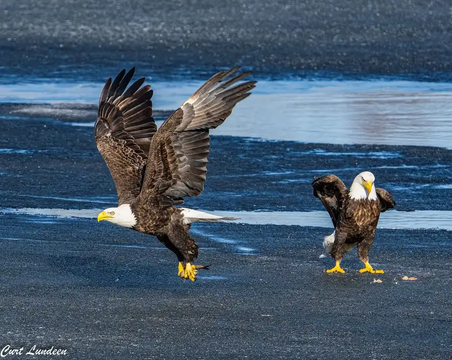 Φωτογραφία «Wait, who invited you» του/της Curt Lundeen, φιναλίστ των Nikon Comedy Wildlife Awards 2026