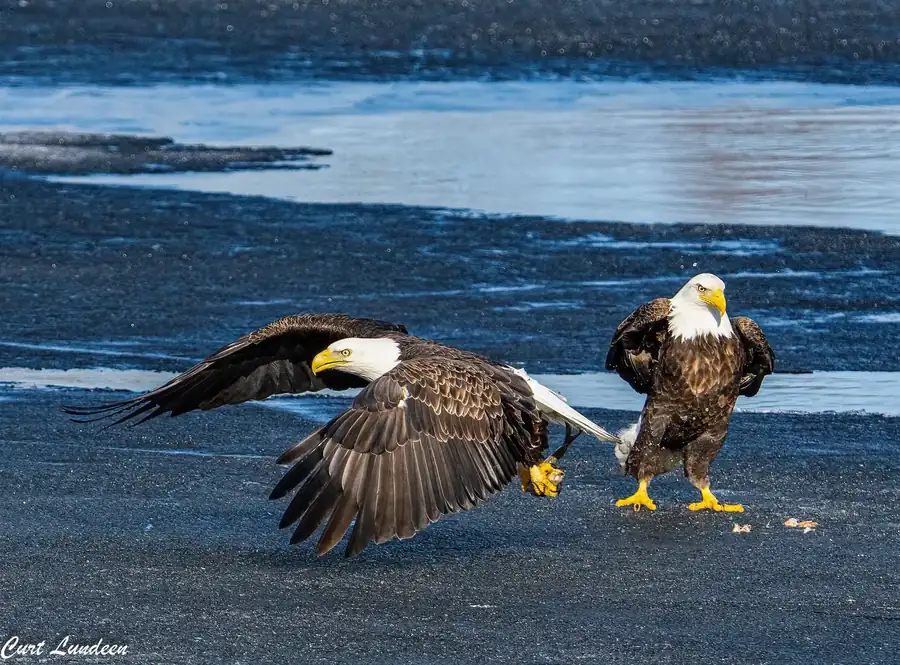 Φωτογραφία «I can't believe he got clean away» του/της Curt Lundeen, φιναλίστ των Nikon Comedy Wildlife Awards 2026