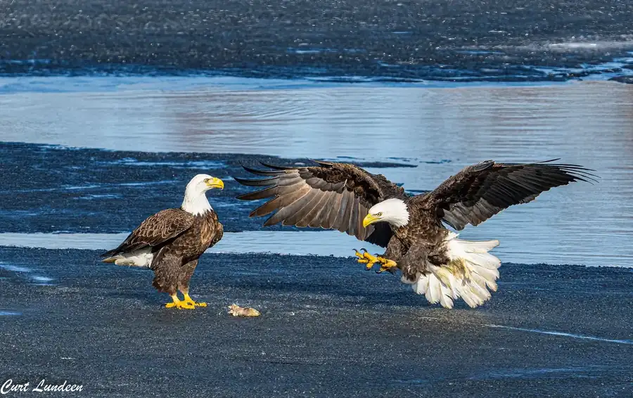 Φωτογραφία «Get your hands off the merchandise» του/της Curt Lundeen, φιναλίστ των Nikon Comedy Wildlife Awards 2026