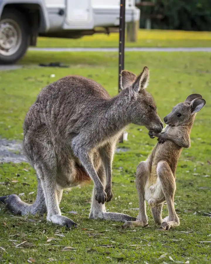 Φωτογραφία «Busted!» του/της Heather Smith, φιναλίστ των Nikon Comedy Wildlife Awards 2026
