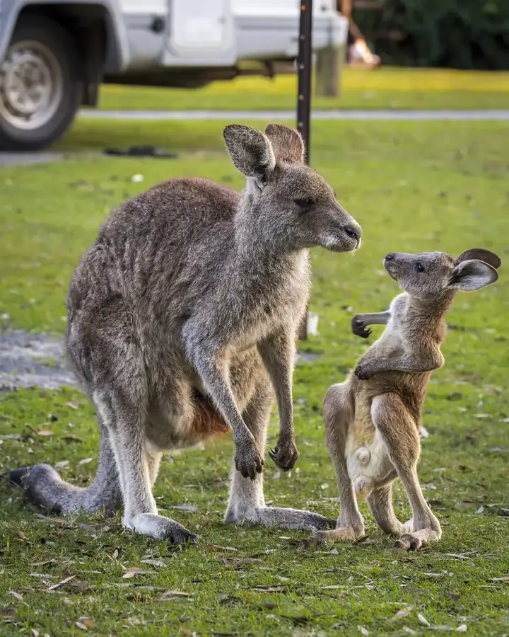 Φωτογραφία «Interrogation» του/της Heather Smith, φιναλίστ των Nikon Comedy Wildlife Awards 2026