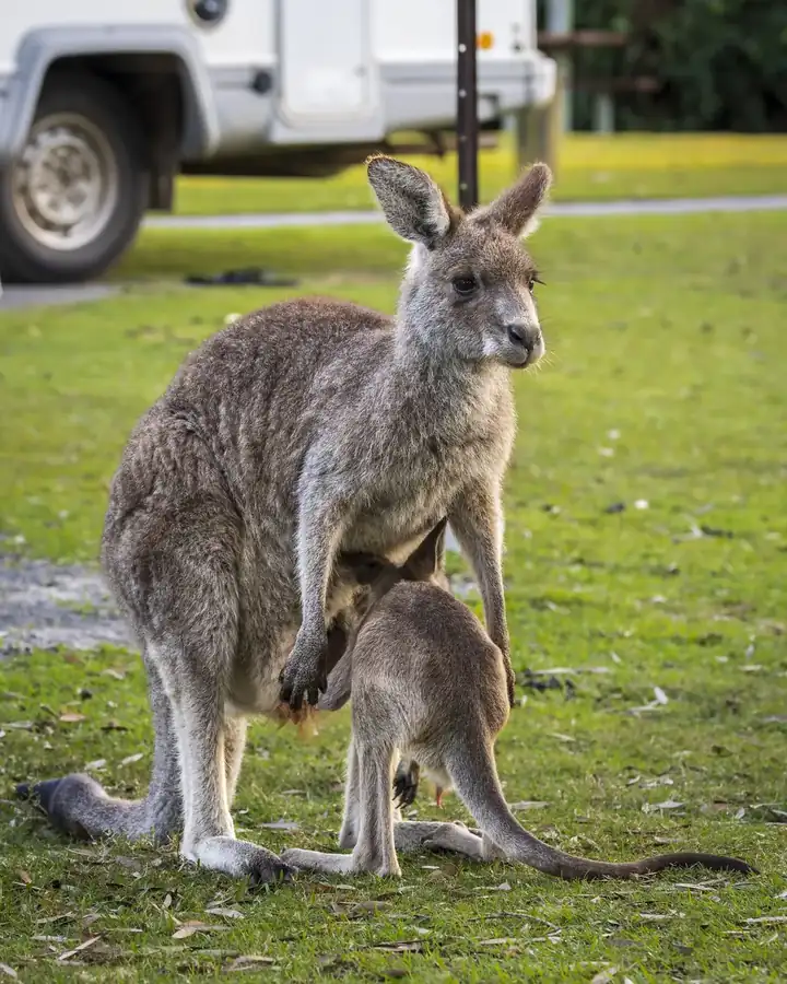 Φωτογραφία «Mischief» του/της Heather Smith, φιναλίστ των Nikon Comedy Wildlife Awards 2026