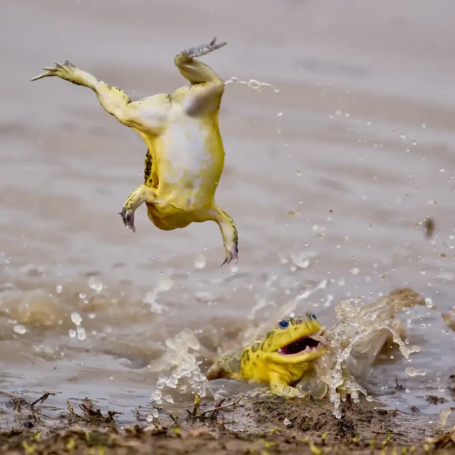 Φωτογραφία «Acrobatic Bullfrog - 1» του/της Jeremy Richards, φιναλίστ των Nikon Comedy Wildlife Awards 2026