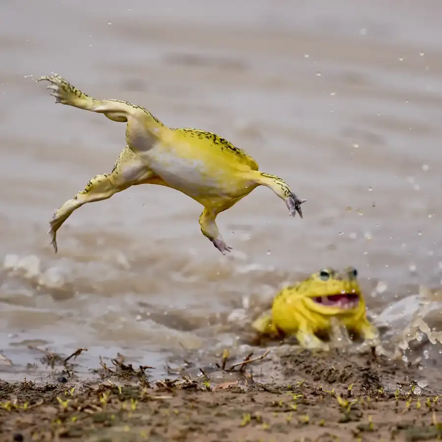 Φωτογραφία «Acrobatic Bullfrog - 2» του/της Jeremy Richards, φιναλίστ των Nikon Comedy Wildlife Awards 2026