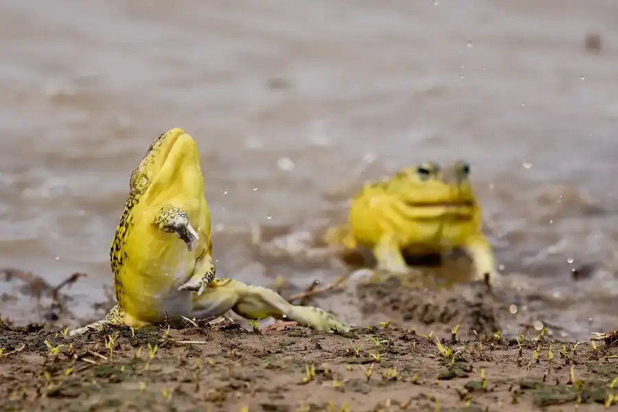 Φωτογραφία «Acrobatic Bullfrog - 3» του/της Jeremy Richards, φιναλίστ των Nikon Comedy Wildlife Awards 2026