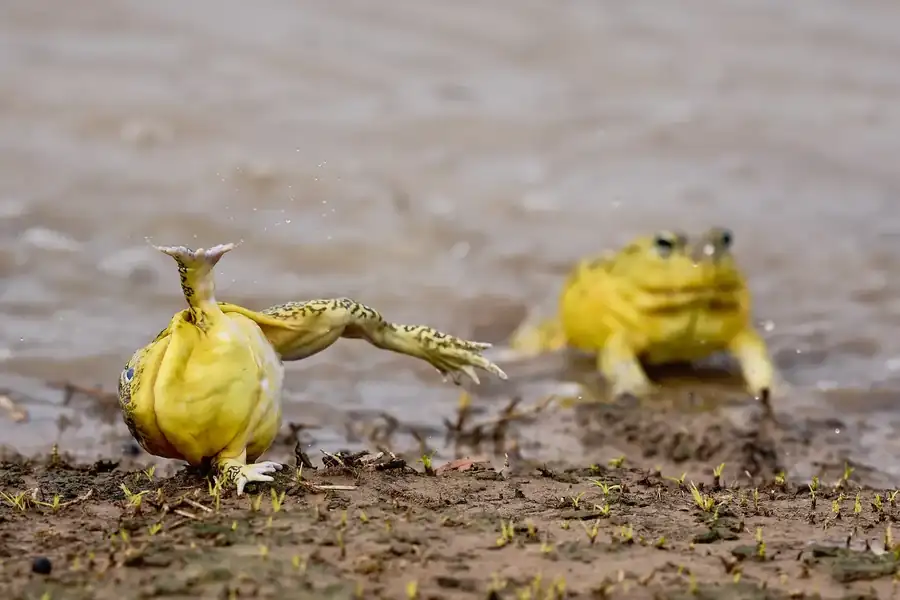 Φωτογραφία «Acrobatic Bullfrog» του/της Jeremy Richards, φιναλίστ των Nikon Comedy Wildlife Awards 2026
