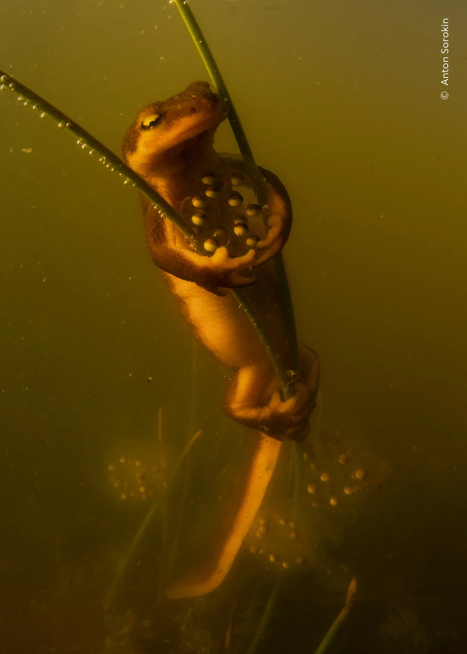Protective Pose, φωτογραφία του Anton Sorokin