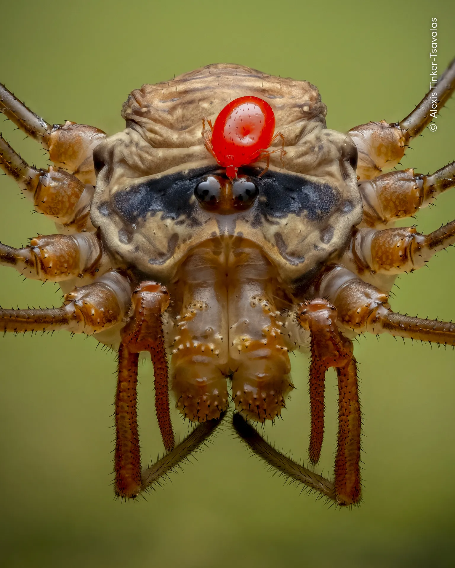 Red Mite Rider, φωτογραφία του Alexis Tinker-Tsavalas