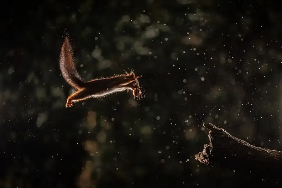Φωτογραφία «Squirrel wars» του/της Remi Schnell, φιναλίστ των Nikon Comedy Wildlife Awards 2026