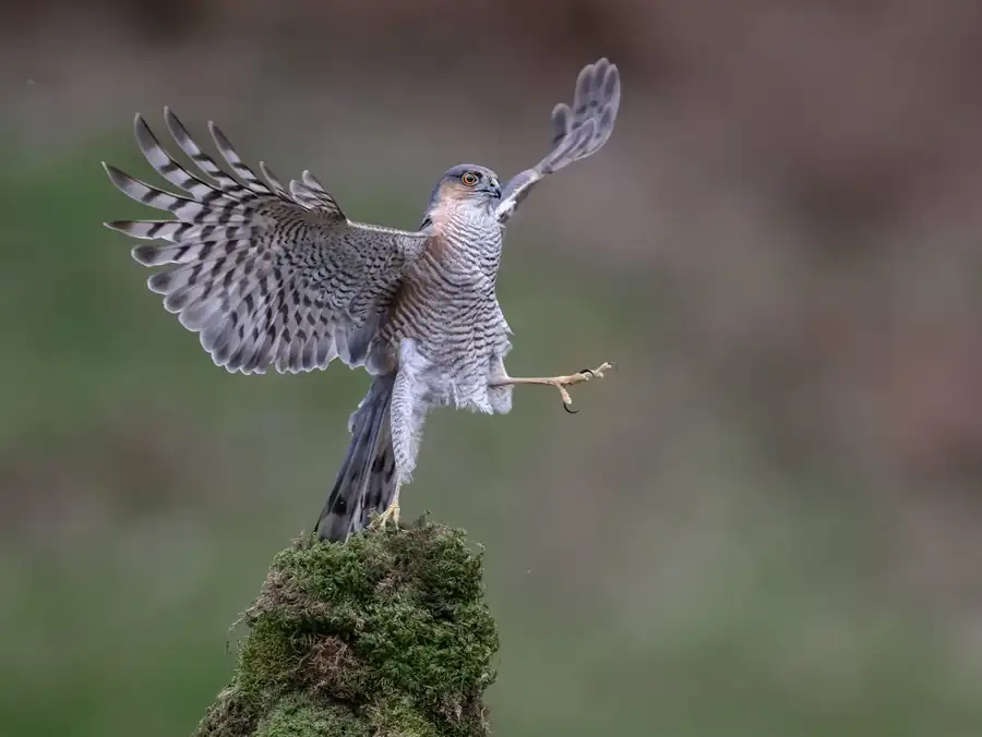 Φωτογραφία «Ballet Dancer» του/της Robert Nairn, φιναλίστ των Nikon Comedy Wildlife Awards 2026