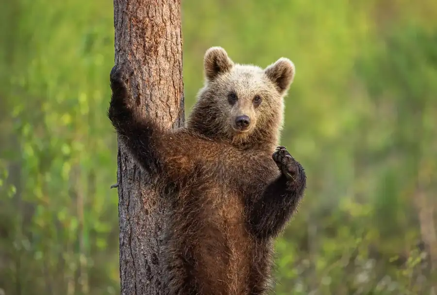 Φωτογραφία «#ForTheGram» του/της Rosie Barrett, φιναλίστ των Nikon Comedy Wildlife Awards 2026