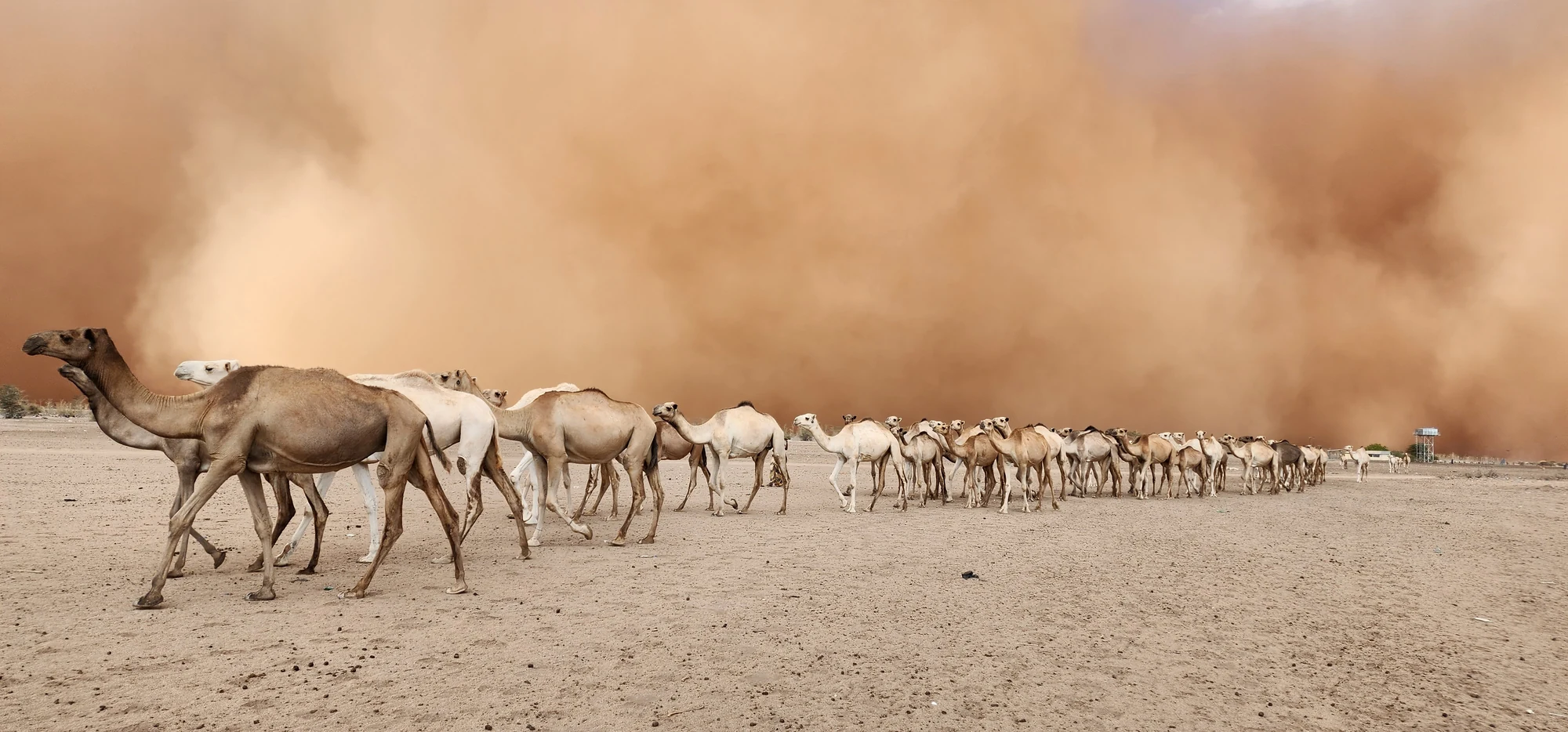 Sandstorms at Athibohol, μία από τις 13 φωτογραφίες του ημερολογίου WMO 2027