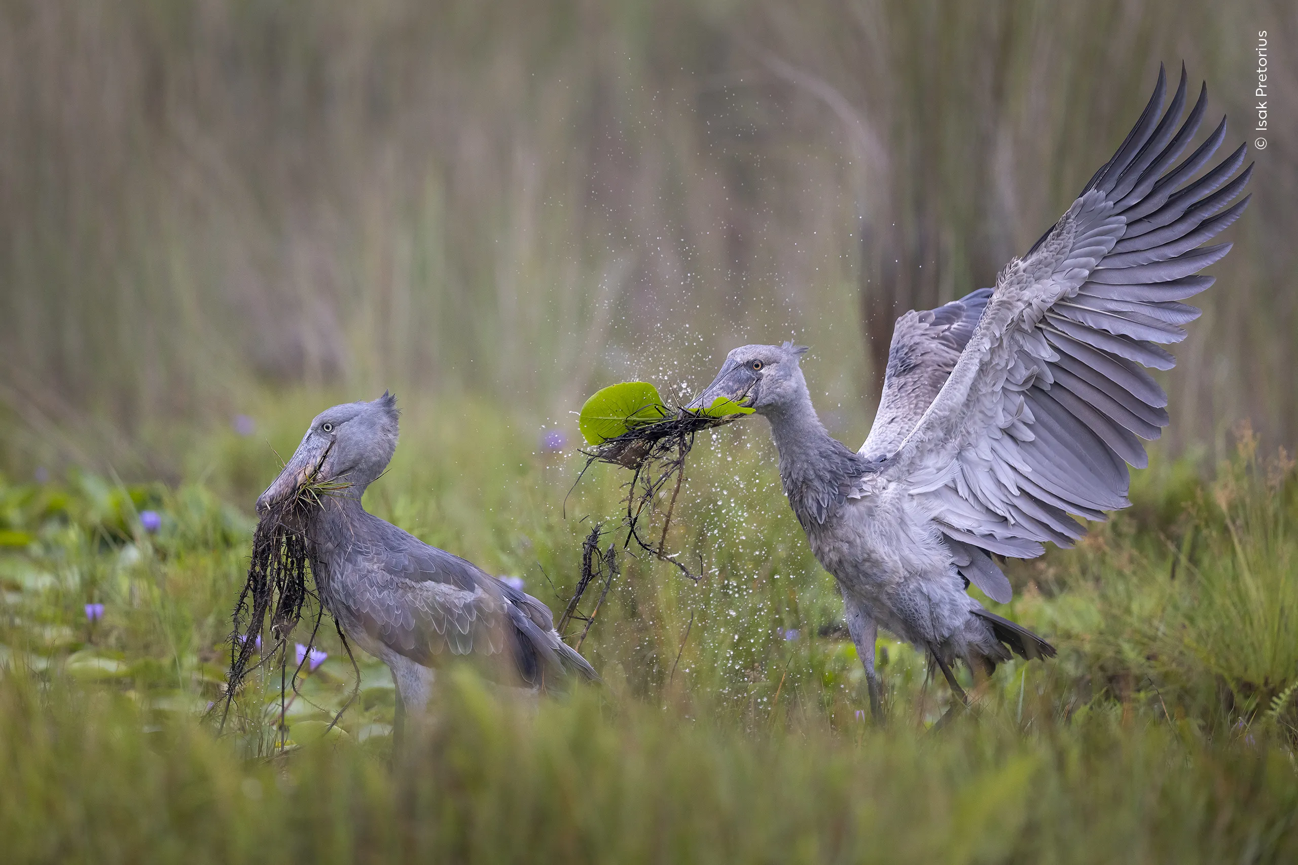 Scenes from the Swamp, φωτογραφία του Isak Pretorius