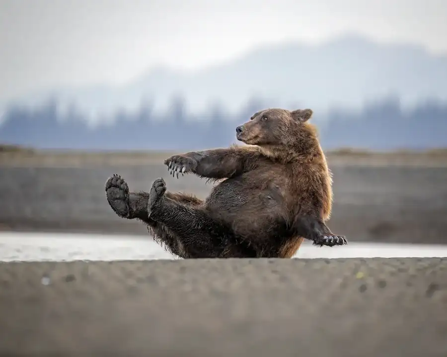 Φωτογραφία «Morning calisthenics» του/της Scott Suraino, φιναλίστ των Nikon Comedy Wildlife Awards 2026