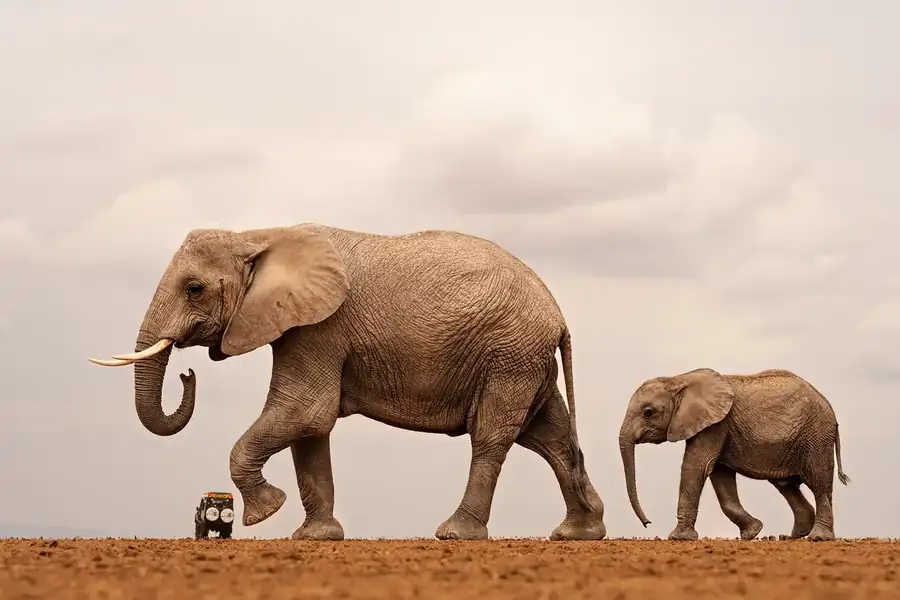 Φωτογραφία «Just a gentle nudge… for traffic discipline.» του/της Shailza Singhal, φιναλίστ των Nikon Comedy Wildlife Awards 2026