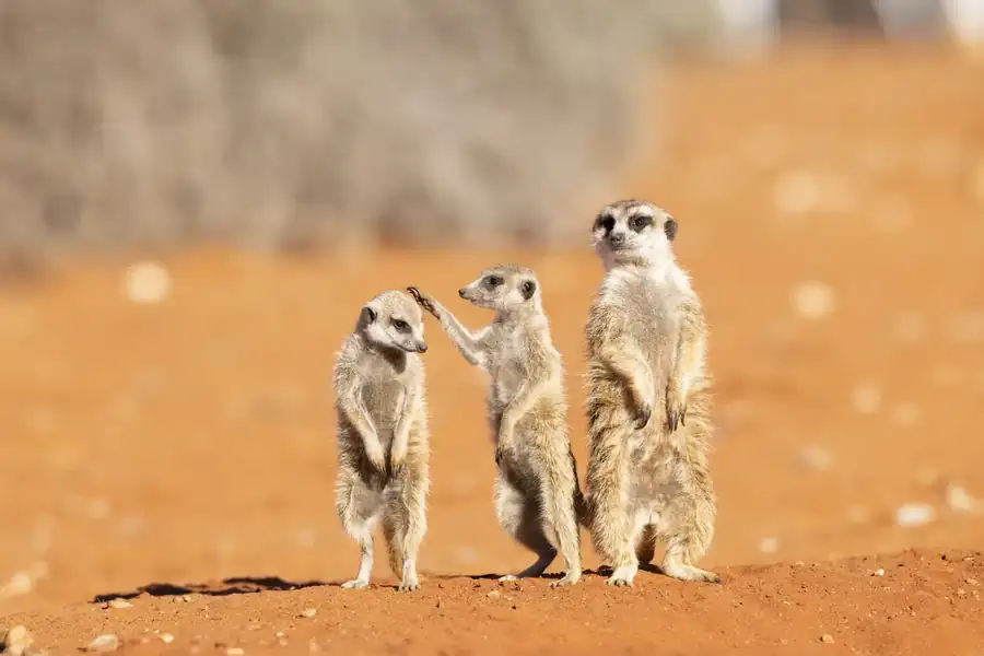Φωτογραφία «Hair Check Before the Family Photo» του/της Subi Sridharan, φιναλίστ των Nikon Comedy Wildlife Awards 2026