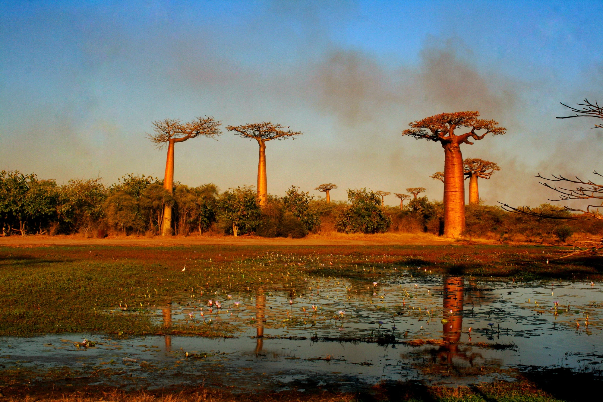 Sunset over the Avenue of the Baobabs, μία από τις 13 φωτογραφίες του ημερολογίου WMO 2027