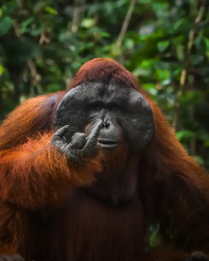 Φωτογραφία «Spicy Orangutan» του/της Tanner Mansell, φιναλίστ των Nikon Comedy Wildlife Awards 2026