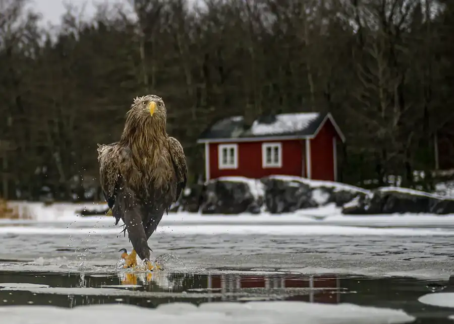 Φωτογραφία «Fashion fades. Feather coats are forever.» του/της Tapani Linnanmäki, φιναλίστ των Nikon Comedy Wildlife Awards 2026