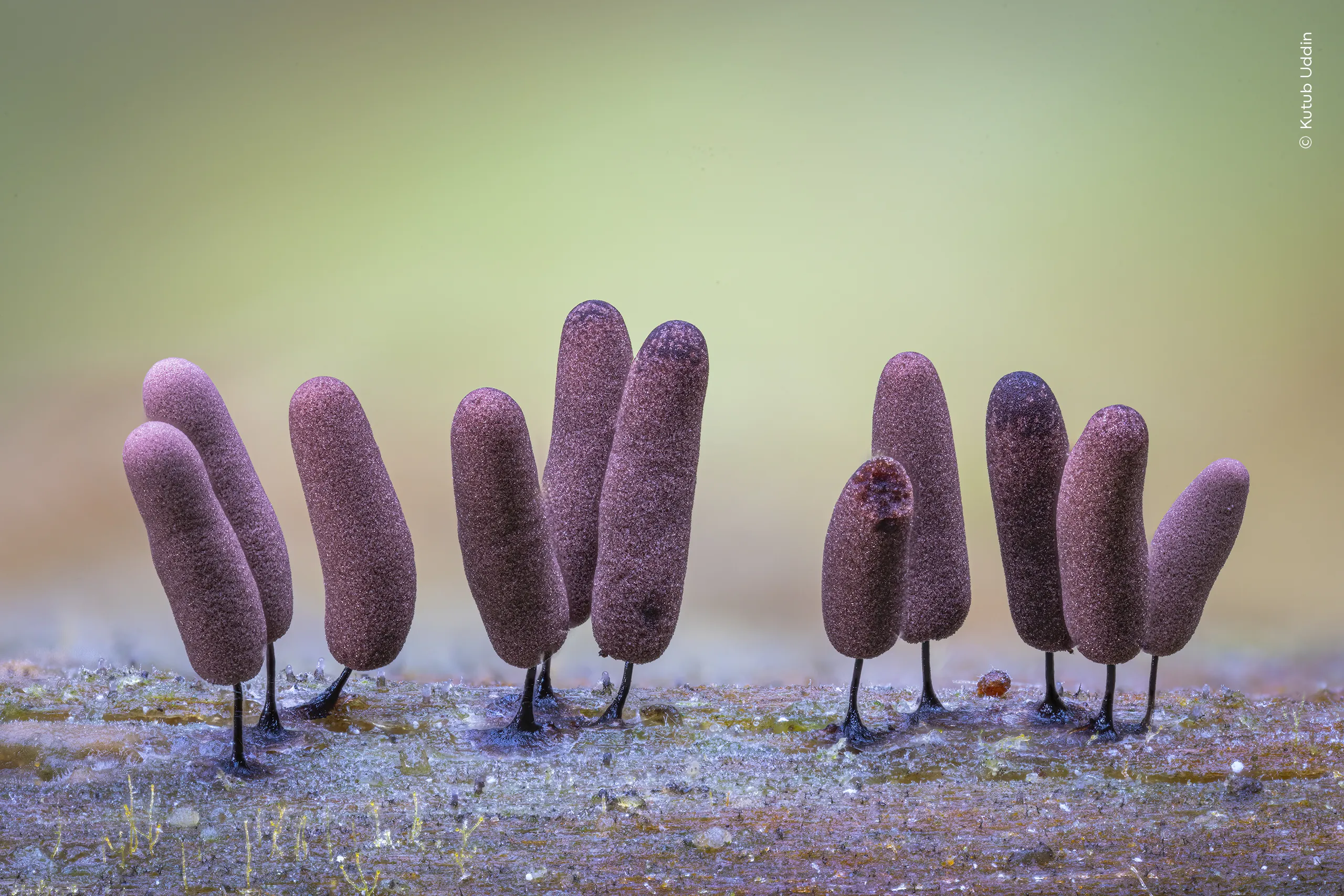 The Gathering, φωτογραφία του Kutub Uddin