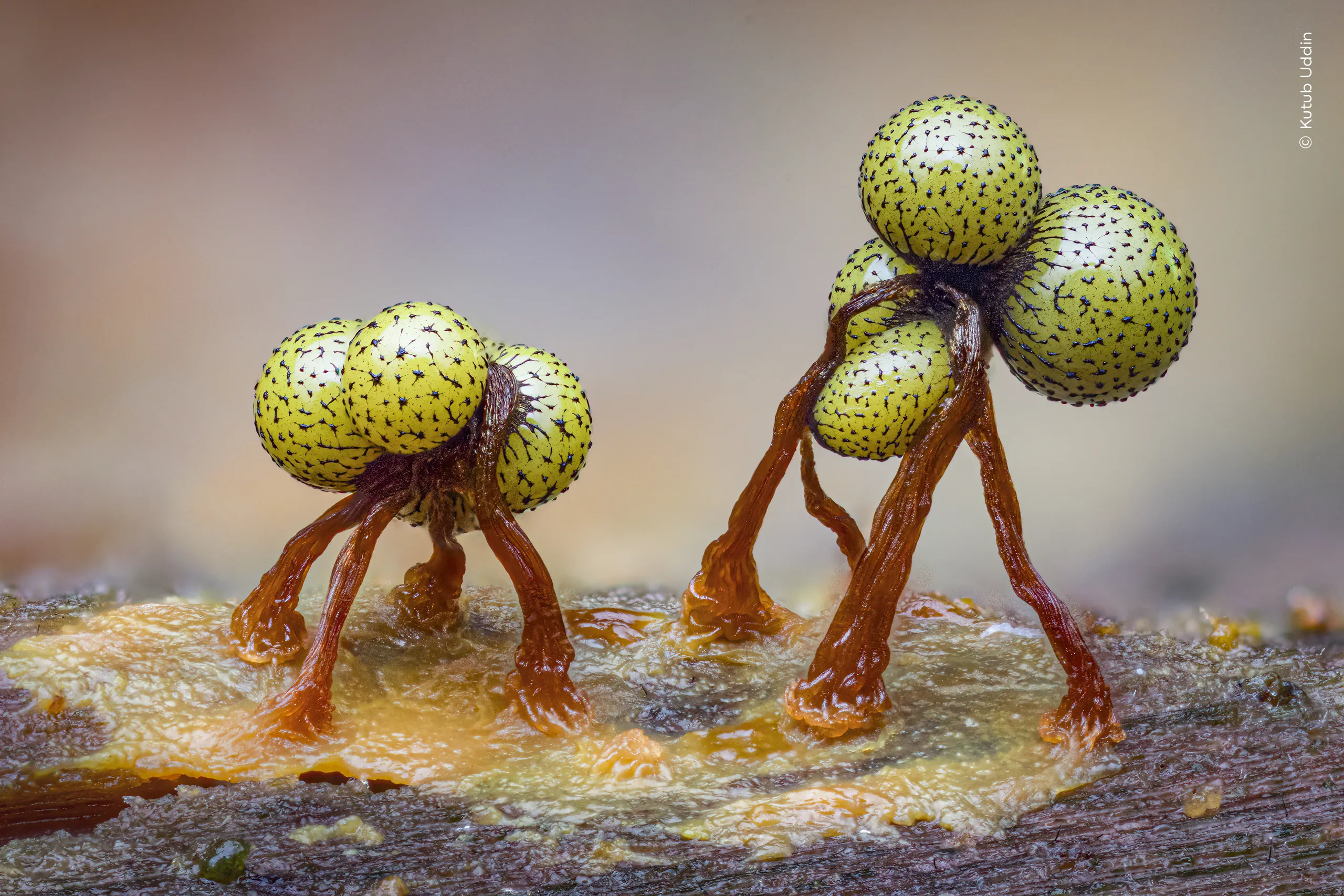 Tiny Dancers, φωτογραφία του Kutub Uddin