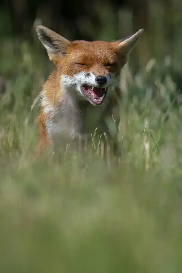 Φωτογραφία «Heard the one about the fox?» του/της Jack Brackley, φιναλίστ των Nikon Comedy Wildlife Awards 2026