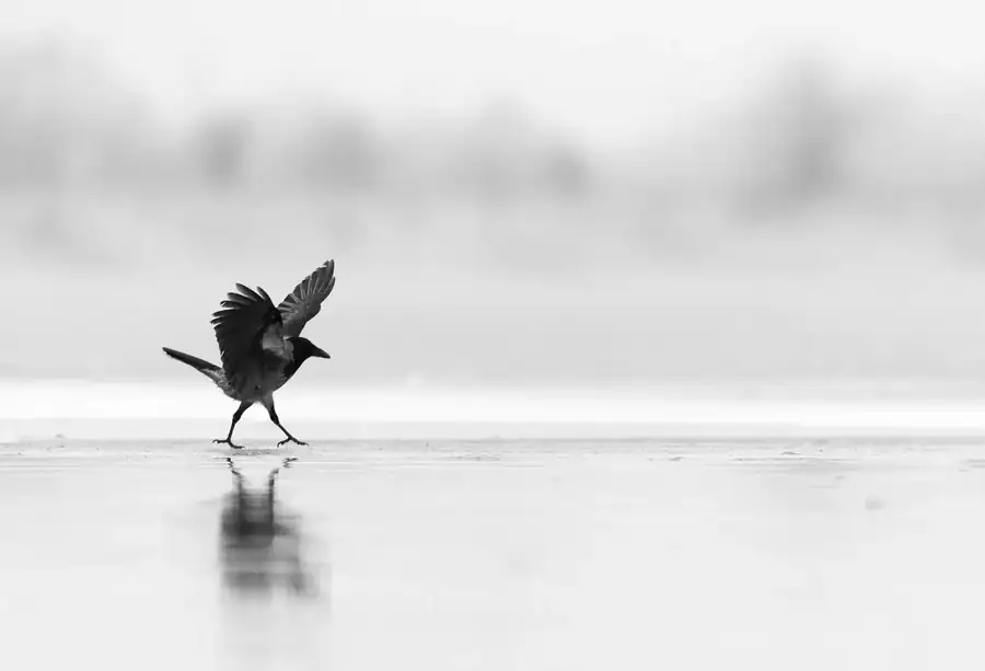 Φωτογραφία «Walking to school at 7 AM in winter» του/της Matei Maracineanu, φιναλίστ των Nikon Comedy Wildlife Awards 2026