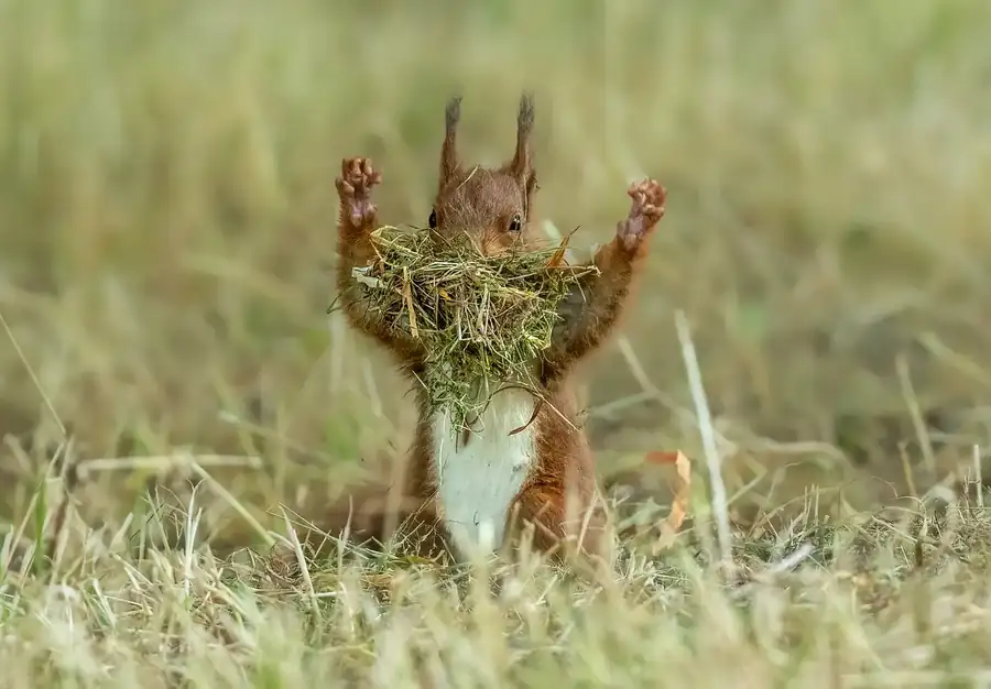 Φωτογραφία «Little Godzilla» του/της Udo Harms, φιναλίστ των Nikon Comedy Wildlife Awards 2026