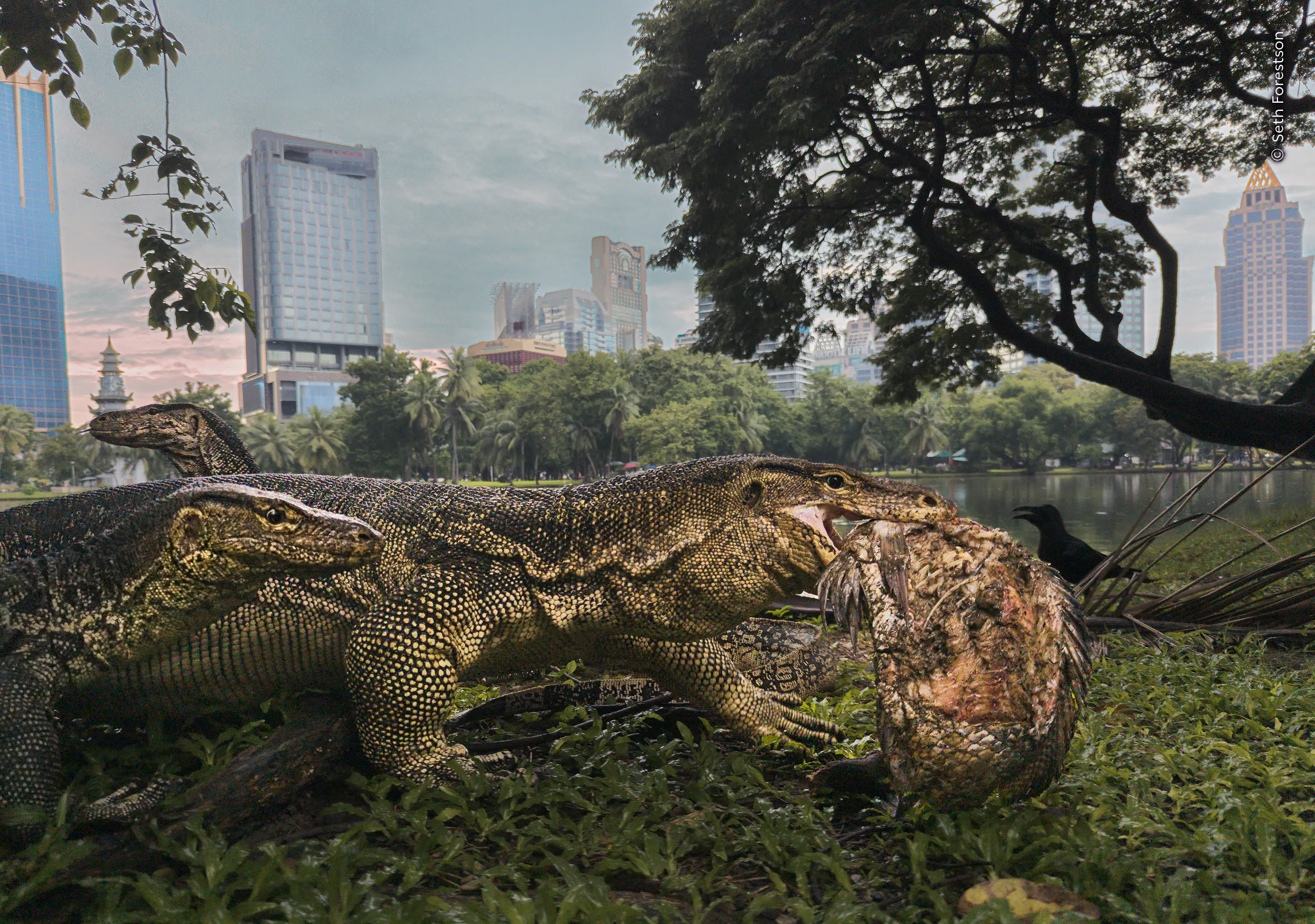 Urban Jungle, φωτογραφία του Seth Forestson