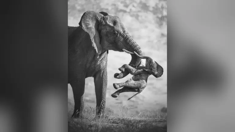 Wildlife Photographer of the Year 2026: Ο ελέφαντας που συγκλόνισε και οι 34 φωτογραφίες των νικητών