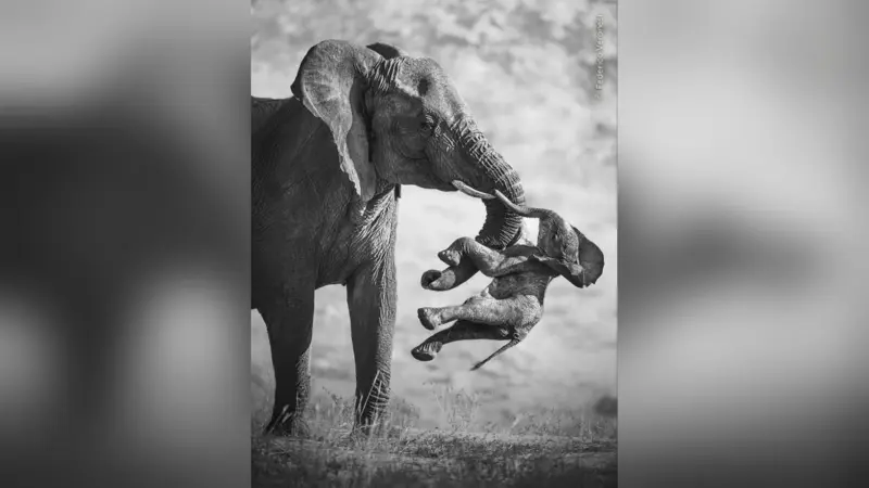 Wildlife Photographer of the Year 2027: Δωρεάν συμμετοχή για φωτογράφους έως 26 ετών – Όλες οι προθεσμίες